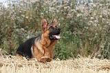 BERGER ALLEMAND 359